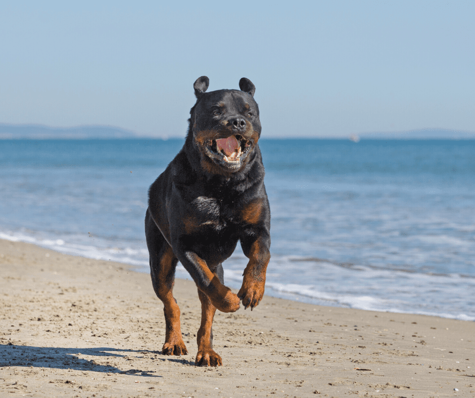 Rottweiler Pitbull Mix Breed Facts And Info Animal Corner,Memorial Day Folded American Flag