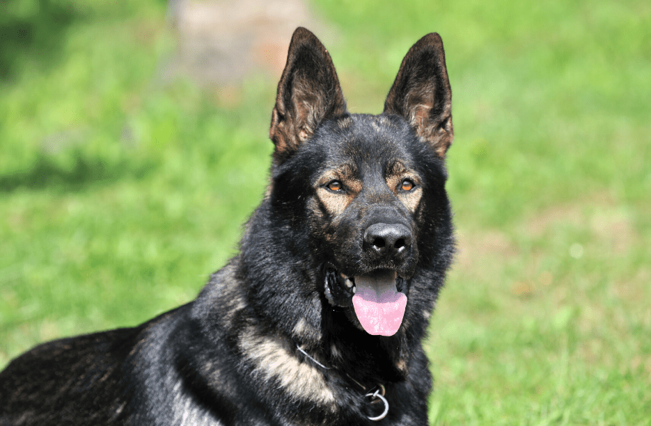 Sable German Shepherd dog