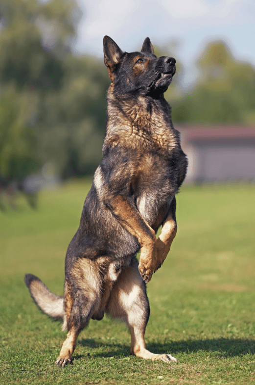 how much are sable german shepherds