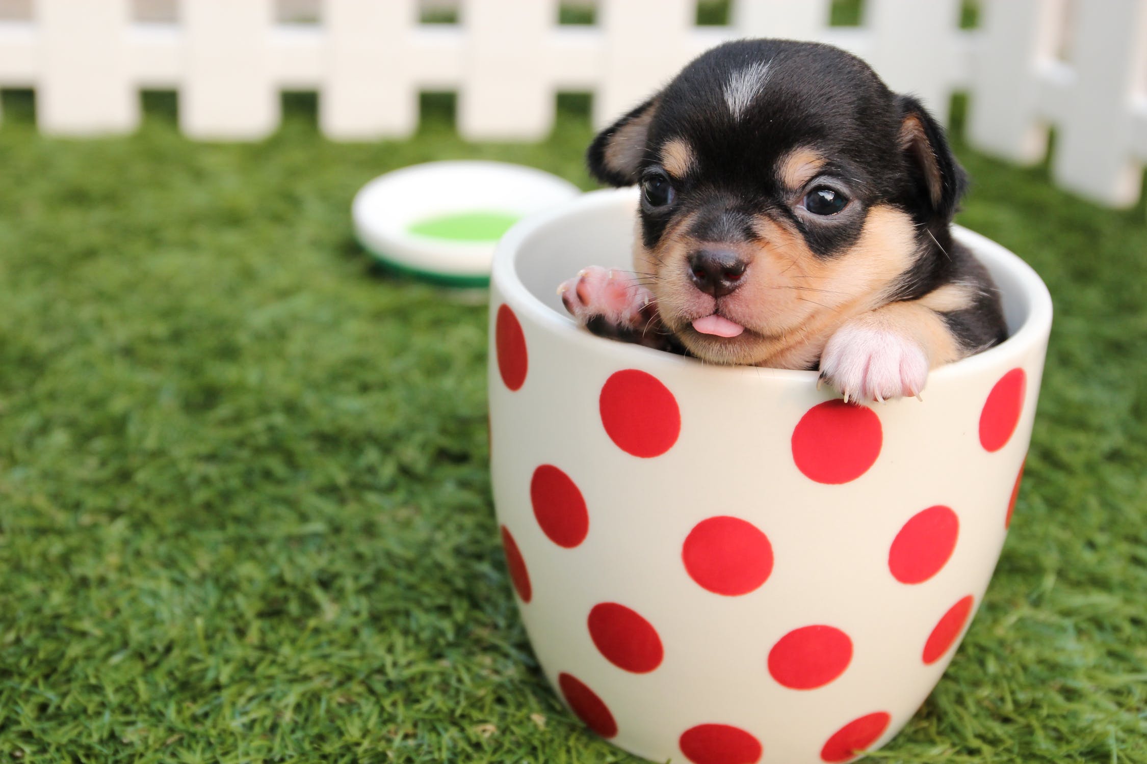 A brown teacup chihuahua in a dotted cup