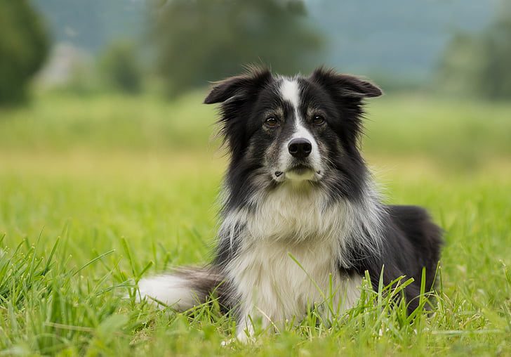 What Breed Is My Dog? - Top Guide To Identify Different Breeds - Animal  Corner