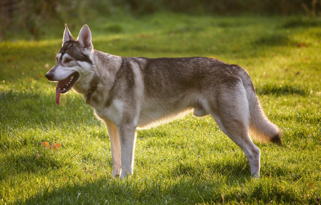 wolf hybrid size comparison