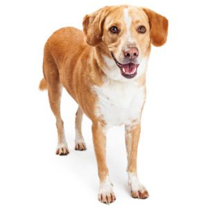 Beagle Mix Breeds A Guide To The Different Crosses Animal Corner