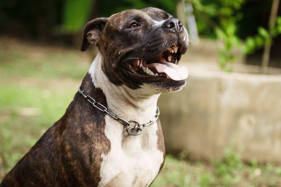 The Brindle Pitbull - Top Facts And Characteristics