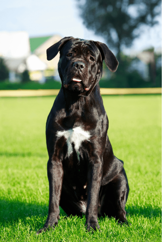 Cane Corso Dog Breed Information & Characteristics