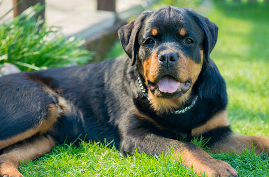 pit and rottweiler