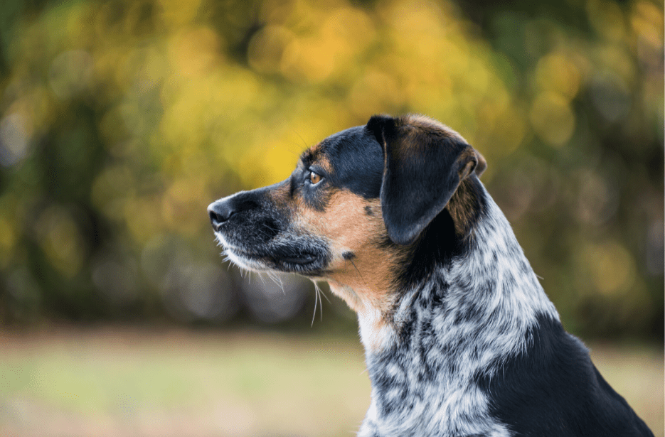 Are Bluetick Beagles Rare