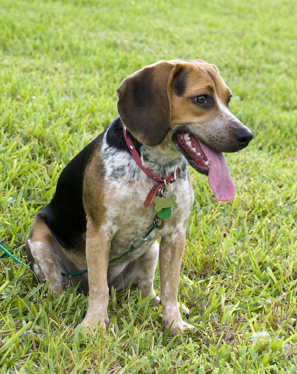 Blue Tick Beagle Top Facts & Guide Animal Corner