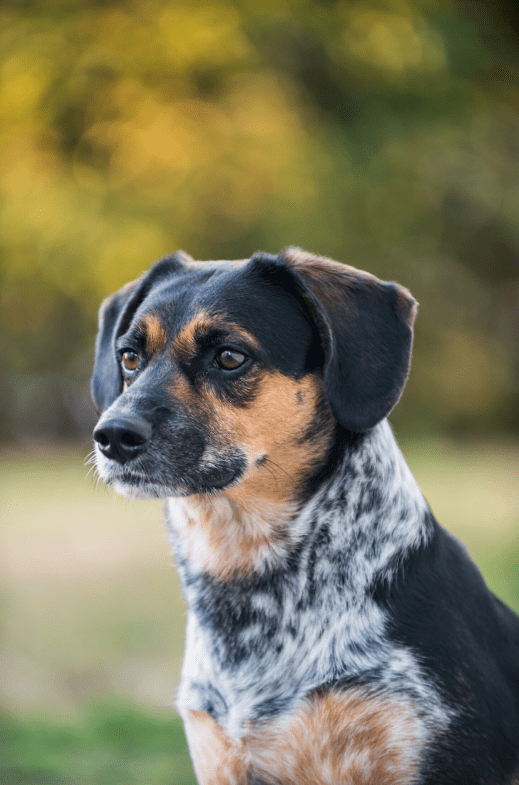 Blue Tick Beagle Dog