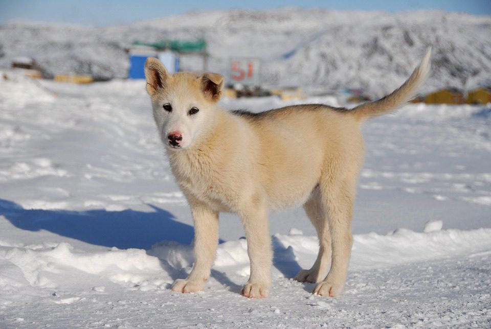 The Greenland Dog - Breed Guide & Top Facts - Animal Corner