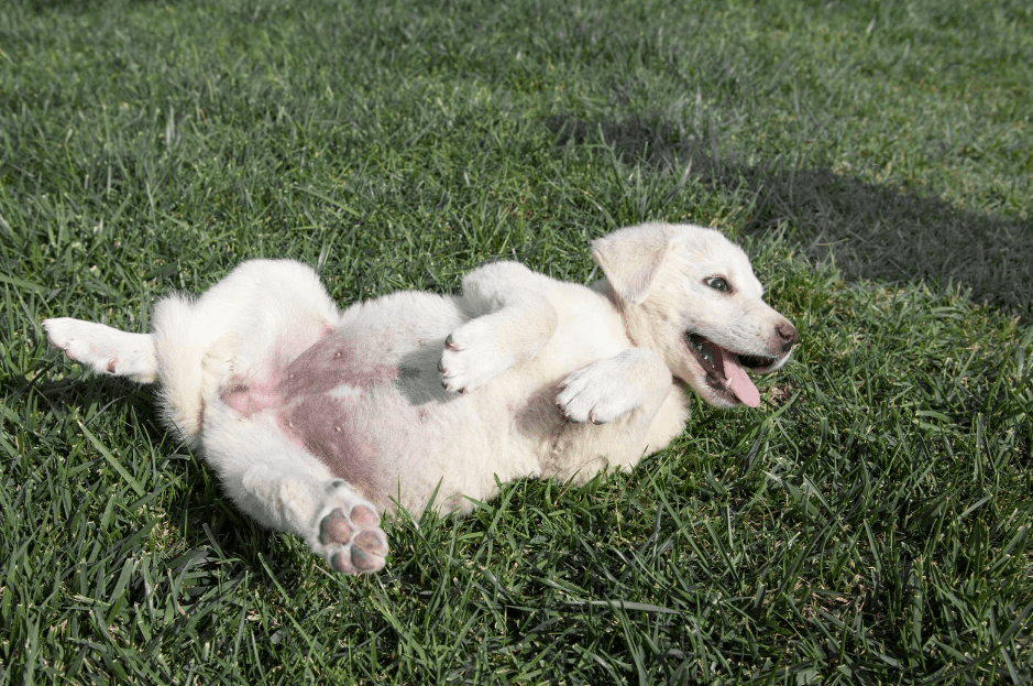 Akbash Puppy