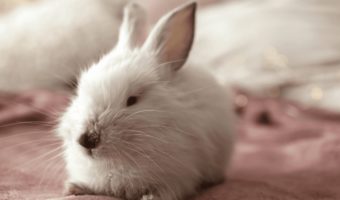 Best Rabbit Bedding