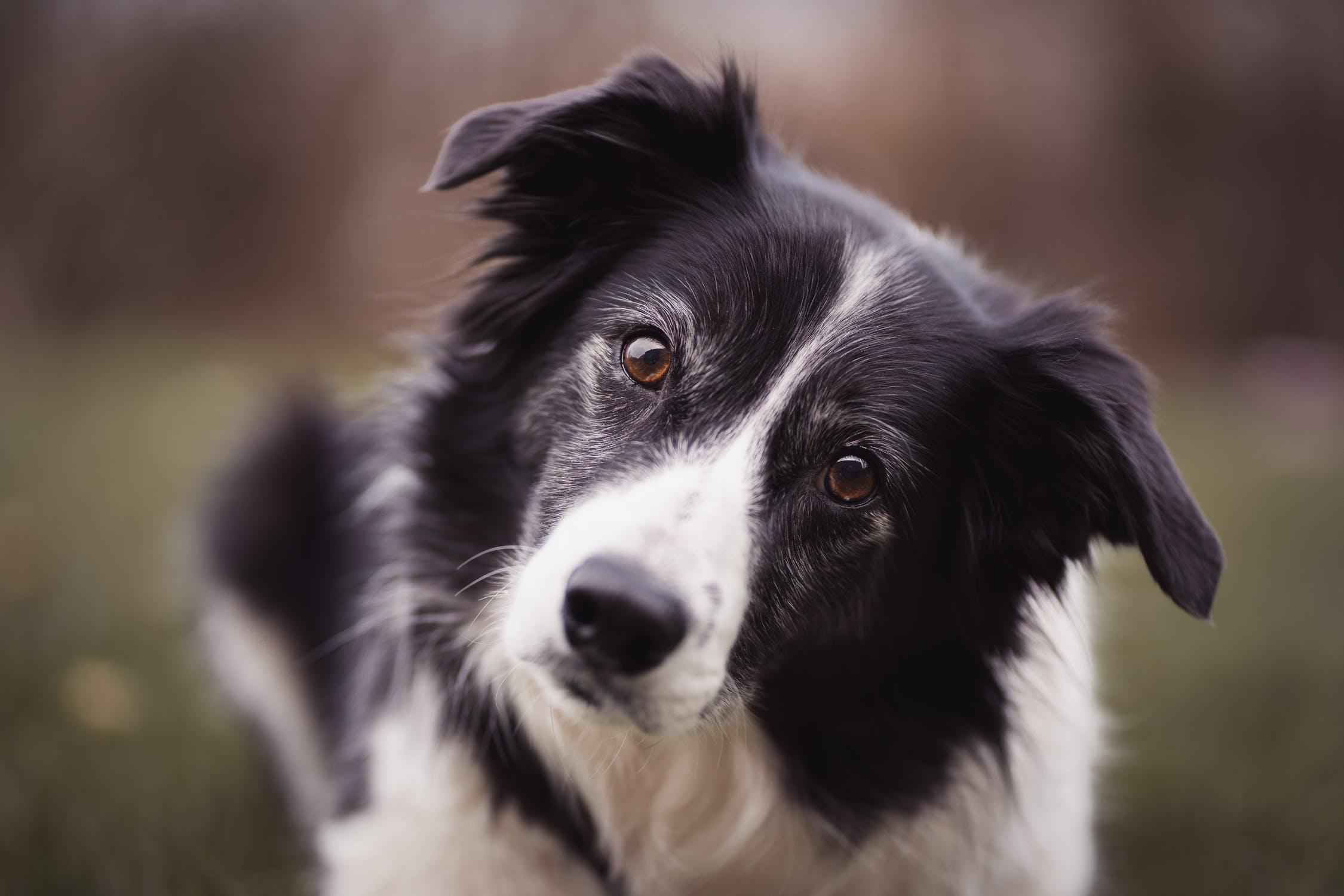 The Border Collie Top Facts Guide Animal Corner