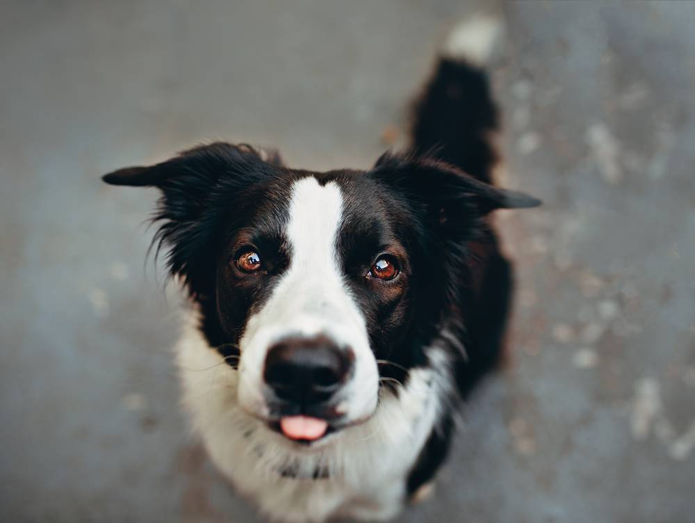The Border Collie Mix Top Facts Animal Corner