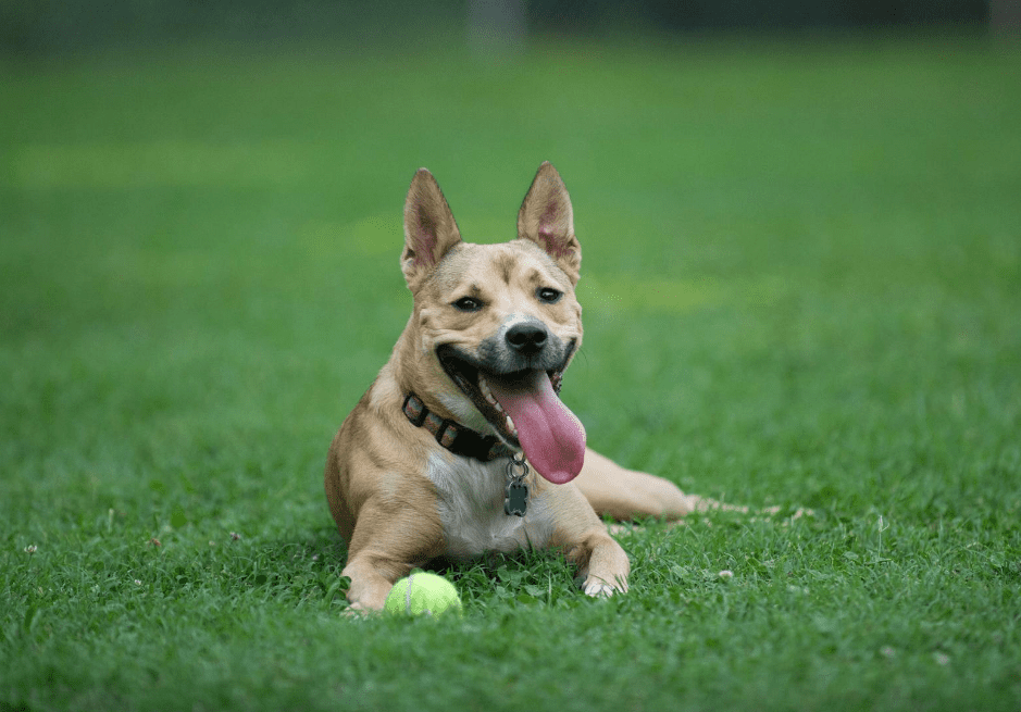 The Carolina Dog Breed Guide & Top Facts