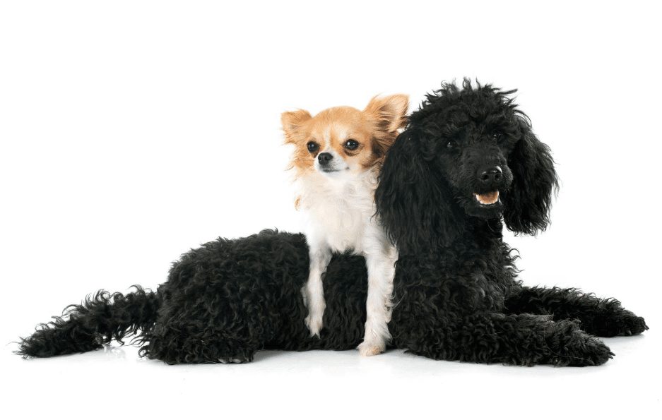 velordnet Kritisere lukker The Chihuahua Poodle Mix - Chipoo Top Guide & Facts - Animal Corner