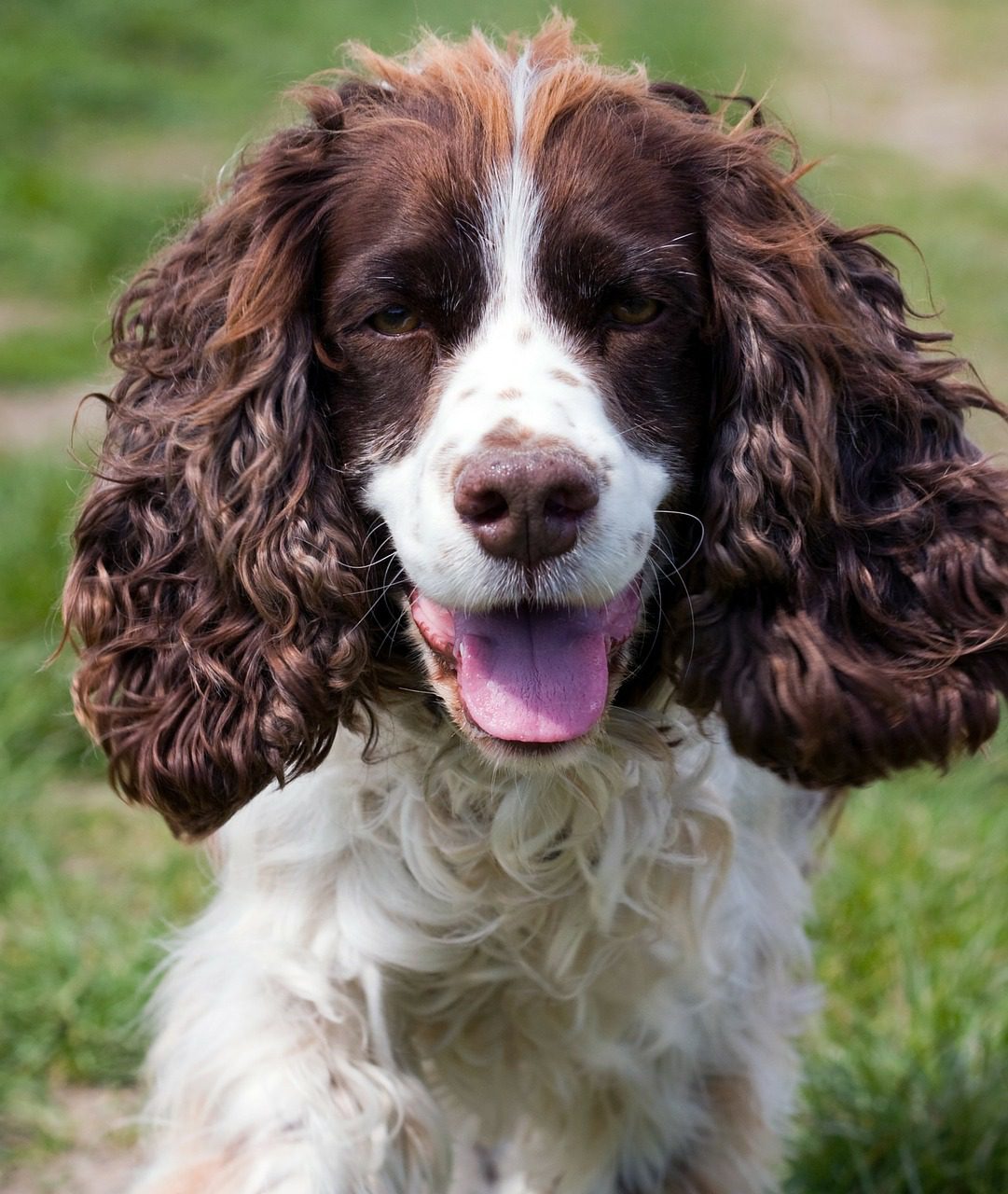the-english-springer-spaniel-top-guide-facts-animal-corner