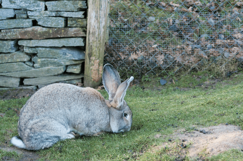 Flemish Giant Rabbit - Breed Guide & Top Facts