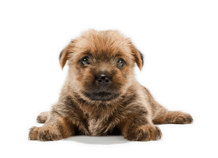 Norfolk Terrier Puppy