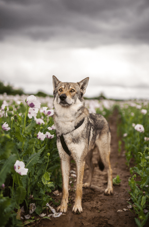 Saarloos Wolfdog Breed