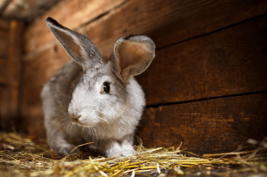 Best Indoor Rabbit Hutch - 2020 Buyers Guide - Animal Corner