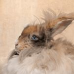 English Angora Rabbit