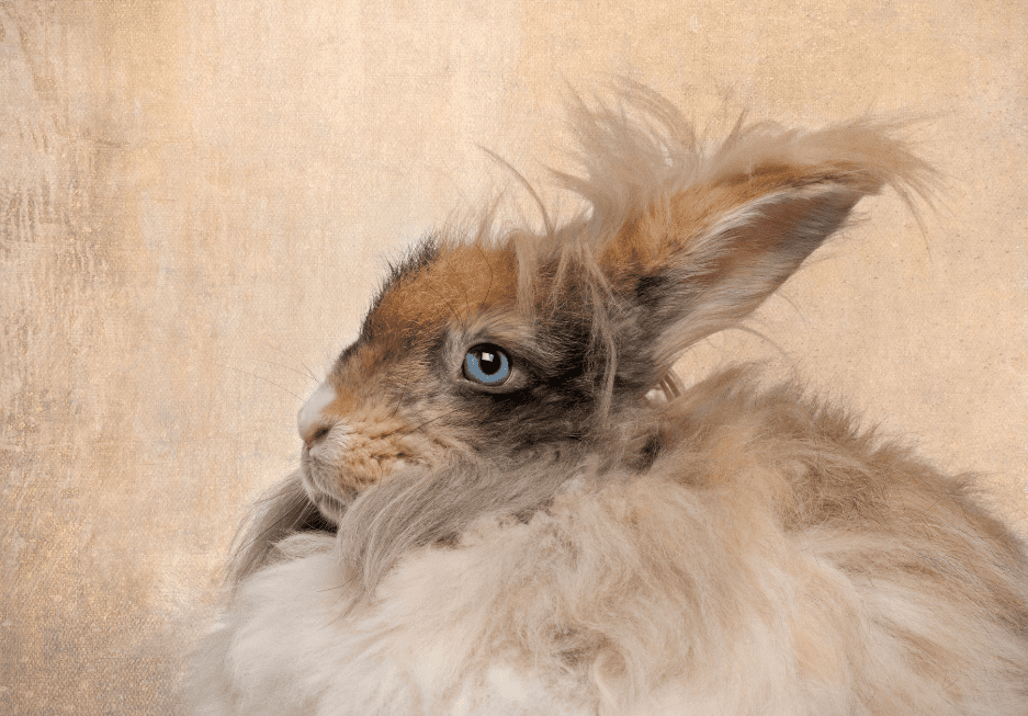 chocolate angora rabbit