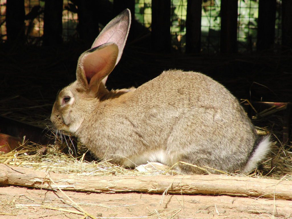 11 Adorable Animals with Long Ears - Animal Corner