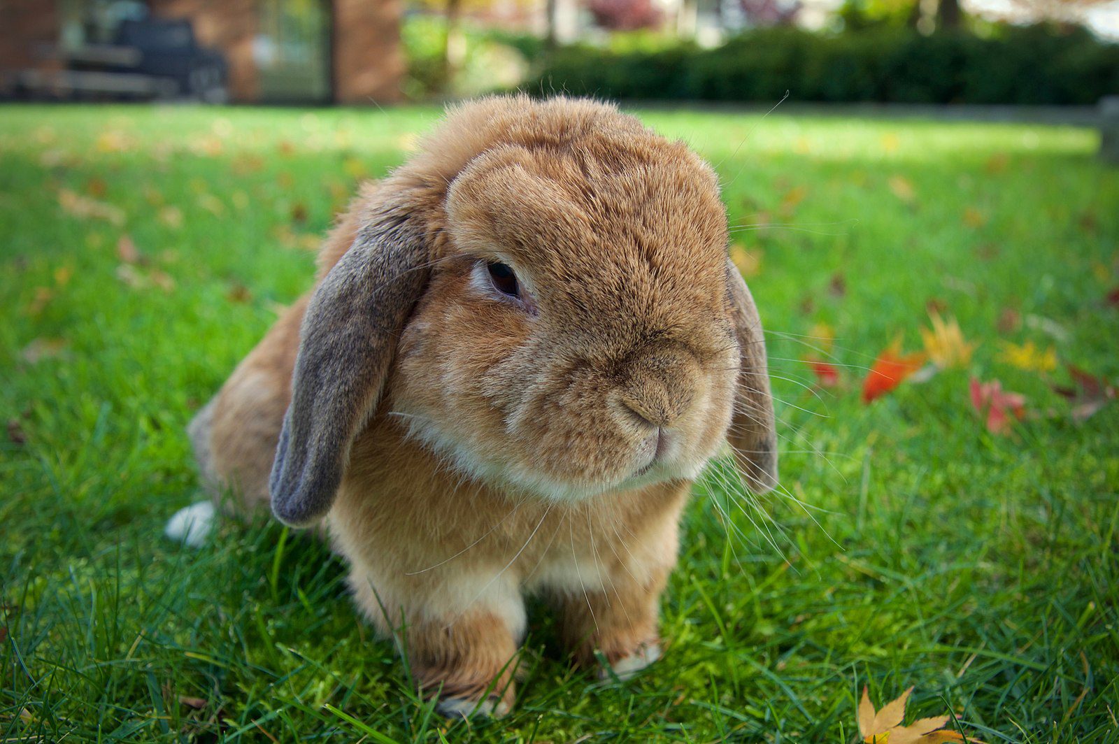 miniature cashmere lop rabbit