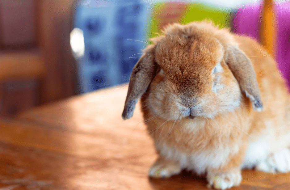 Holland Lop Rabbit Complete Breed Guide Top Facts