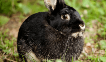 silver marten rabbit