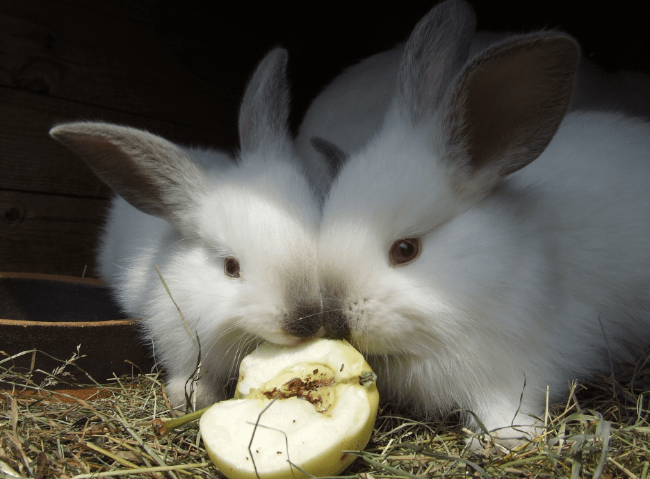 white American Rabbit eating apple