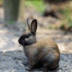 American Sable Rabbit