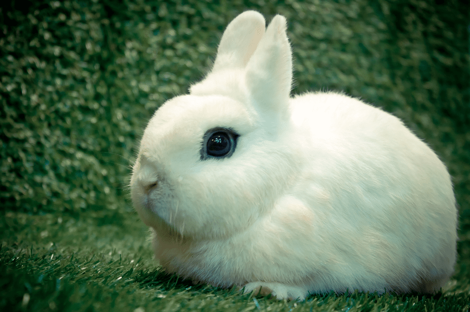 Blanc De Hotot Rabbit