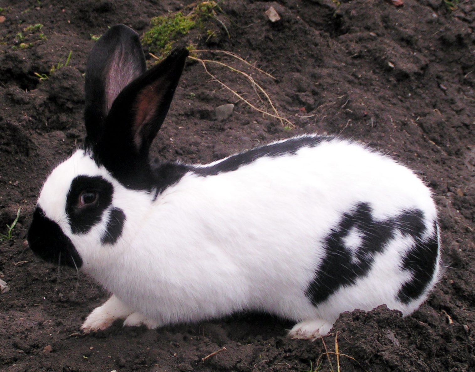 checkered rabbit