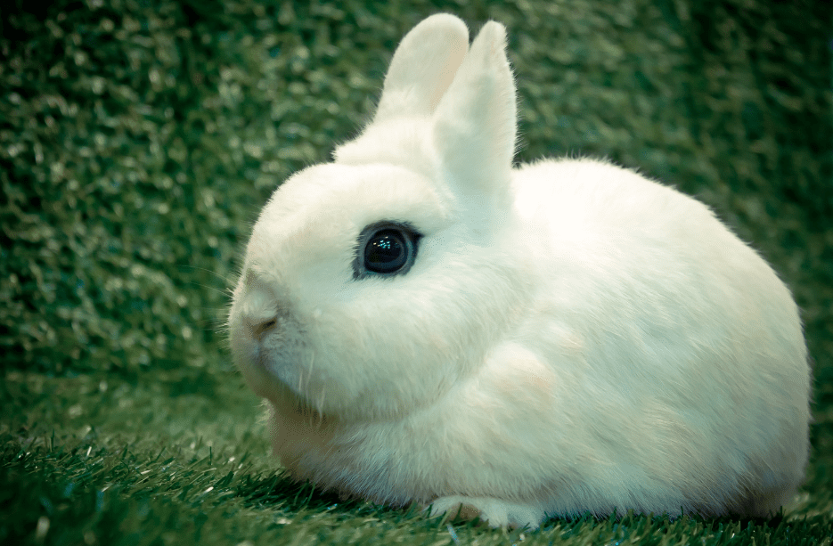 Dwarf Hotot Rabbit