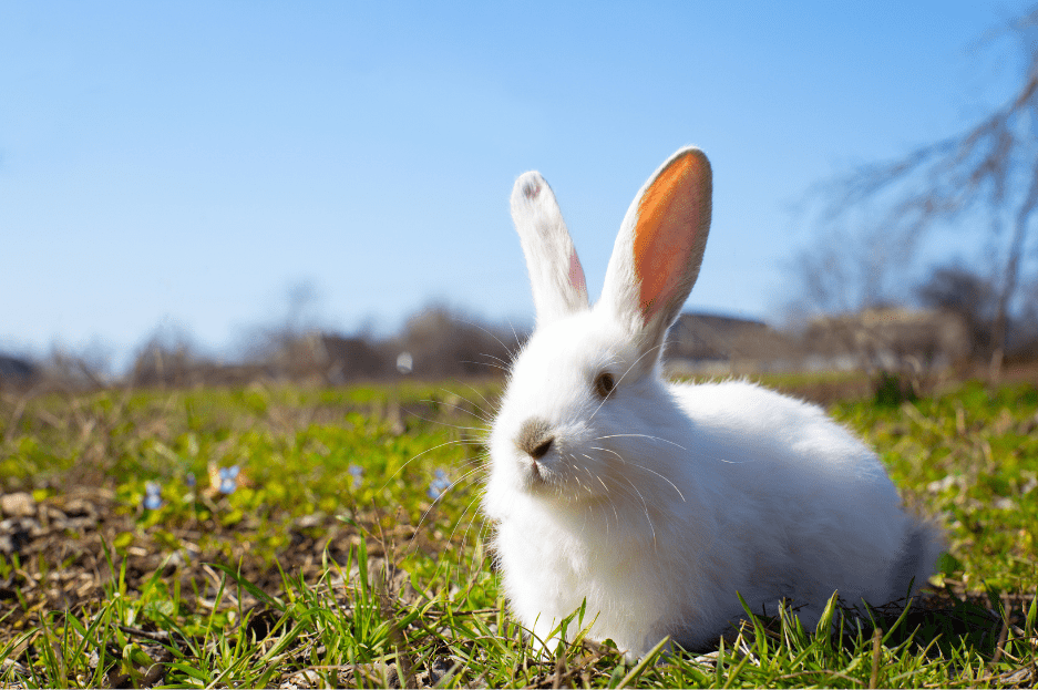 The Florida White Rabbit - Complete Guide