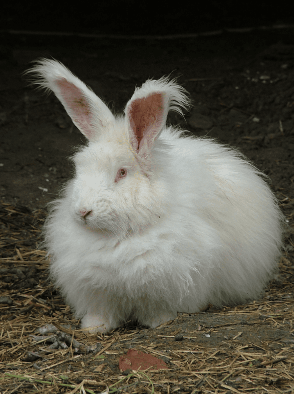 german angora rabbits