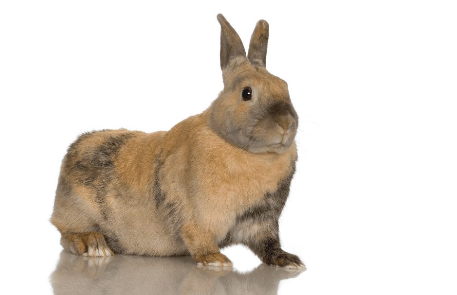 Harlequin Rabbit Cost