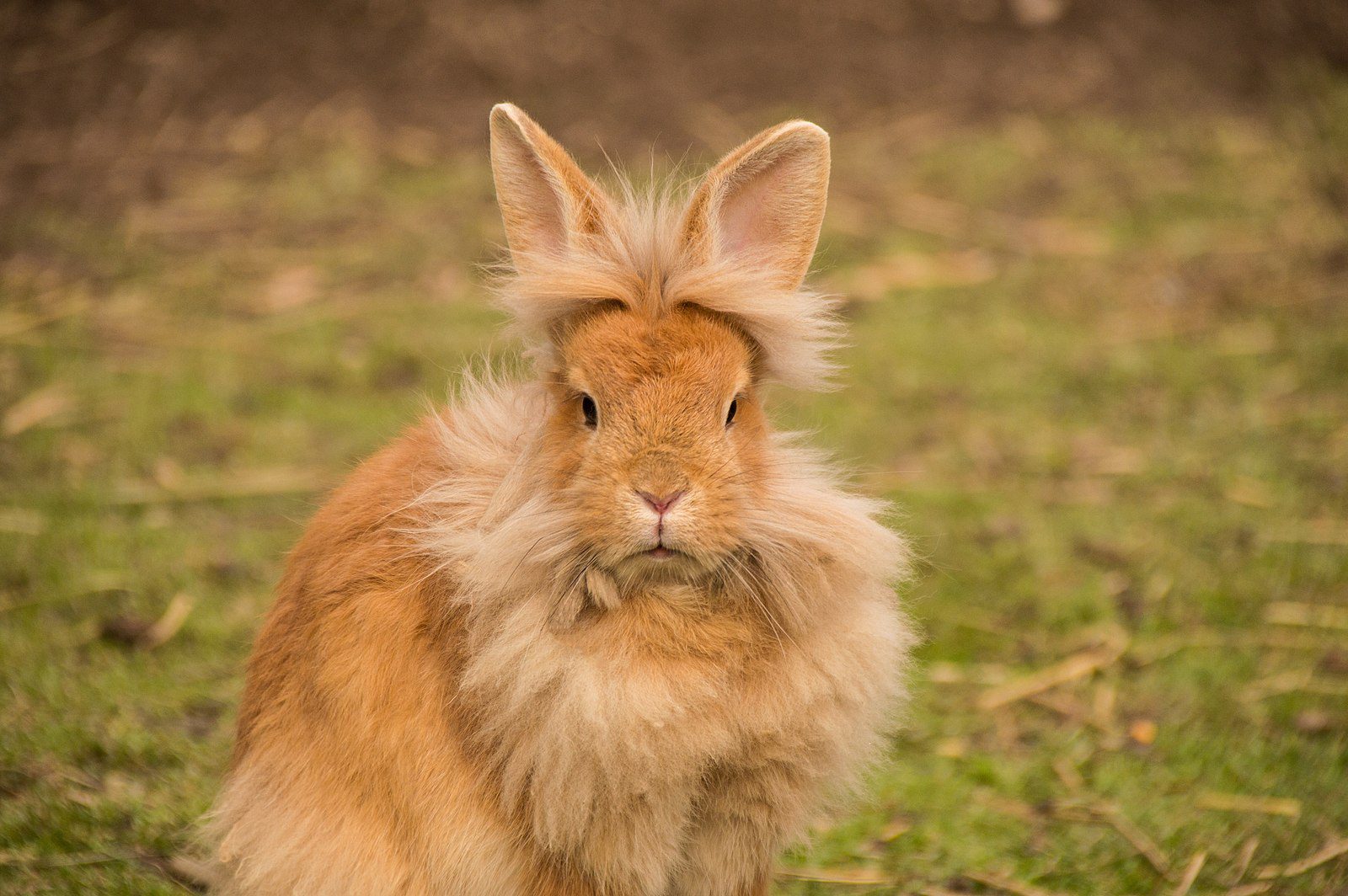 The Lionhead Rabbit - Complete Guide & Top Facts