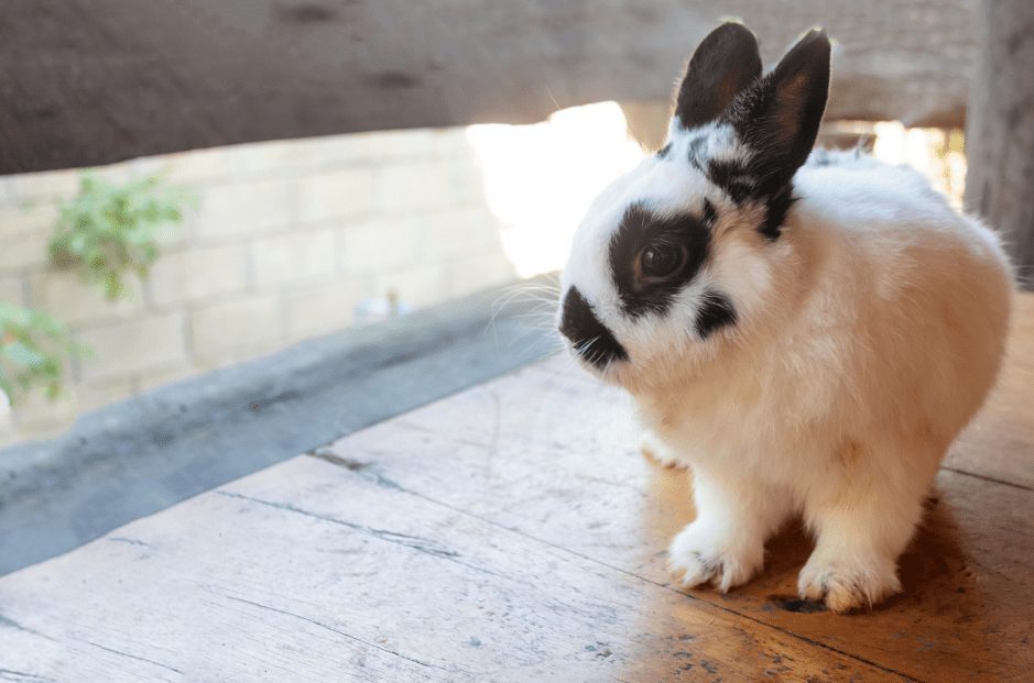 Netherland Dwarf Rabbit - Top Facts & Breed Guide