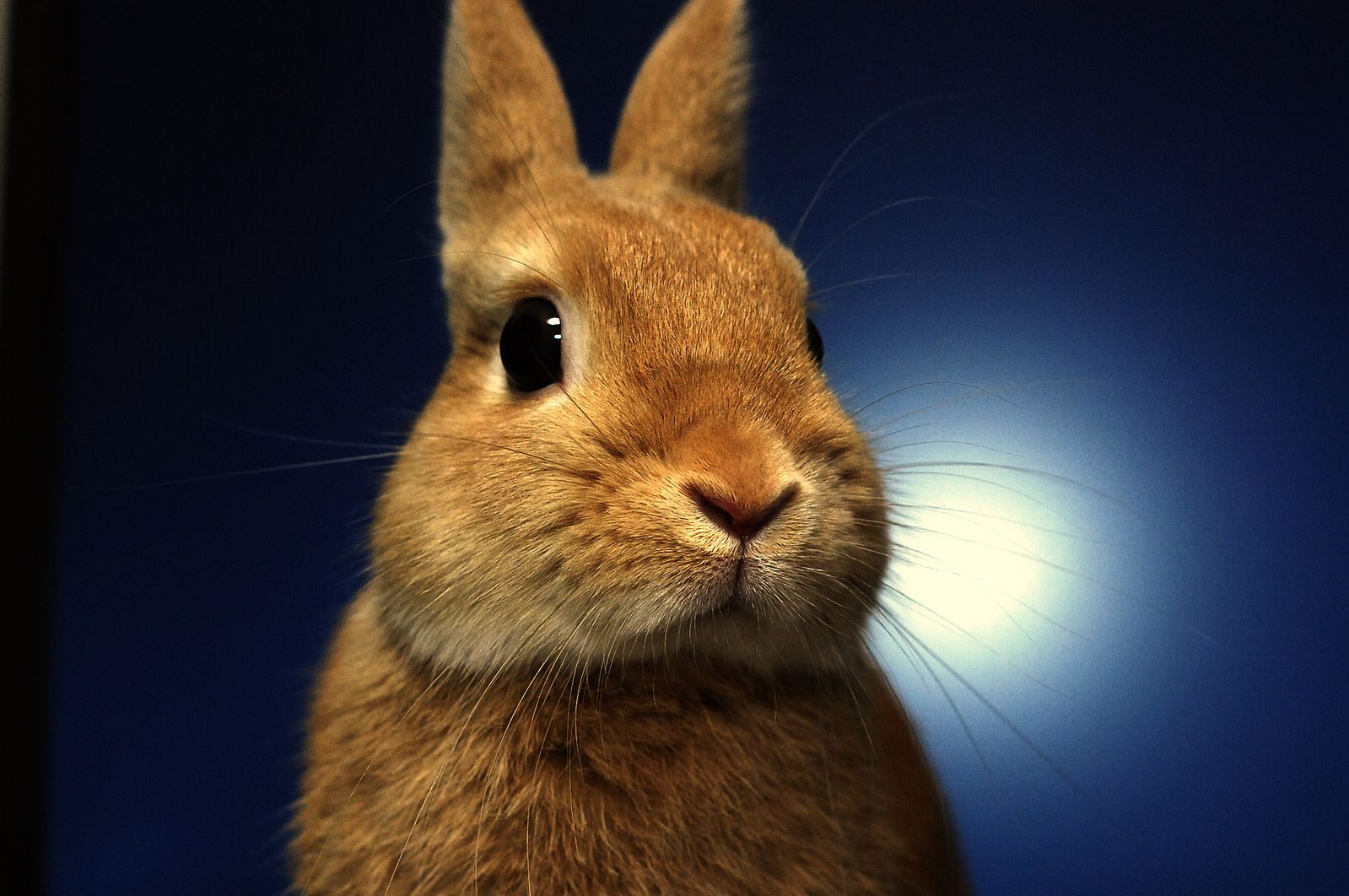 netherland dwarf bunny lifespan