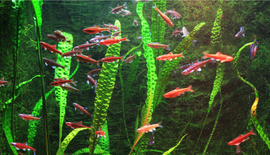 Florida 10 Species Live Aquarium Plants Bundle