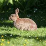 polish rabbit