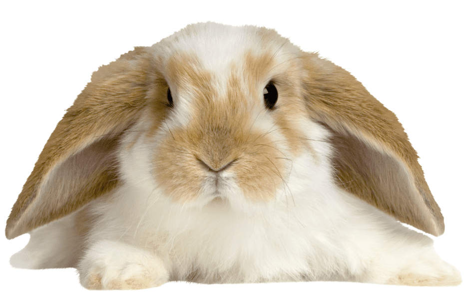 15 Most Popular Rabbit Breeds - Complete Guide