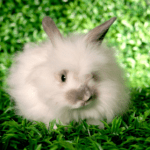 satin angora rabbit