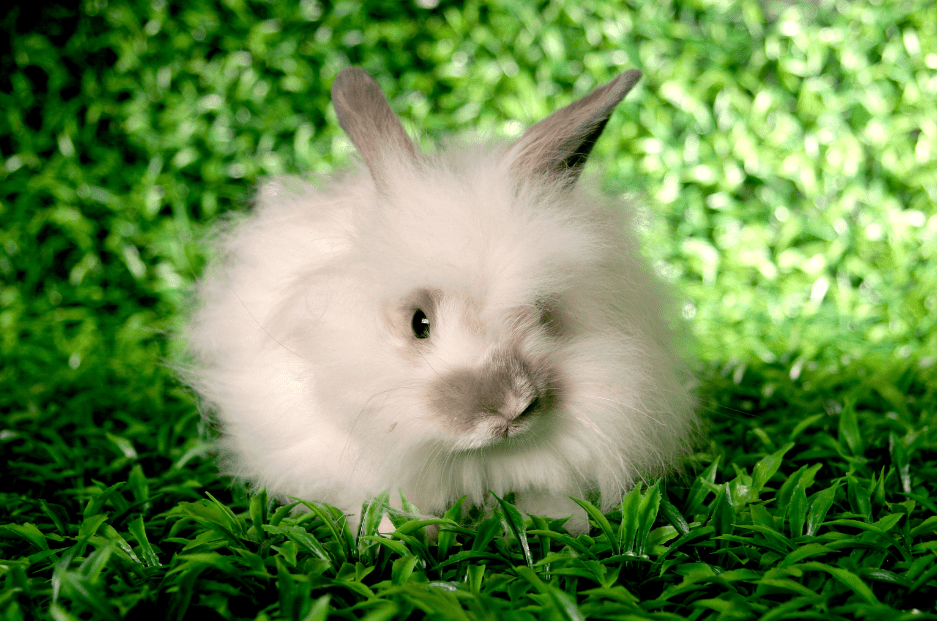 satin angora rabbit