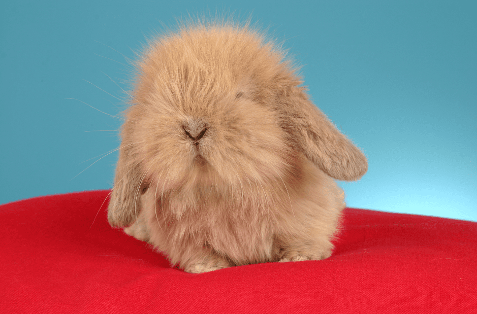 American Fuzzy Lop Rabbit 2