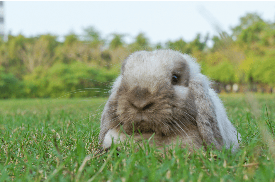 American Fuzzy Lop Rabbit 3