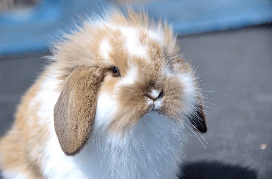 American Fuzzy Lop Rabbit Health, Temperament, Coat, Health and Care